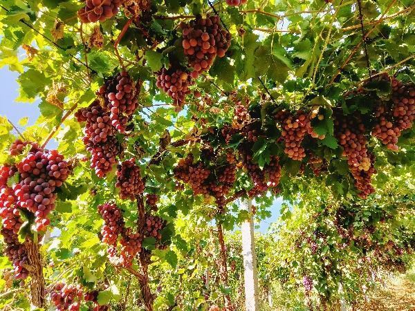 红提葡萄，新疆石河子市143团，1.8-2元/公斤