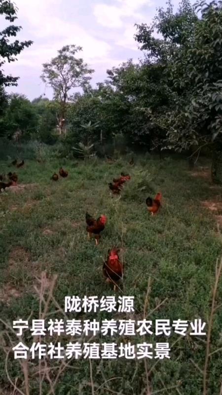 甘肃庆阳宁县“陇桥绿源”纯粮食林下散养土鸡