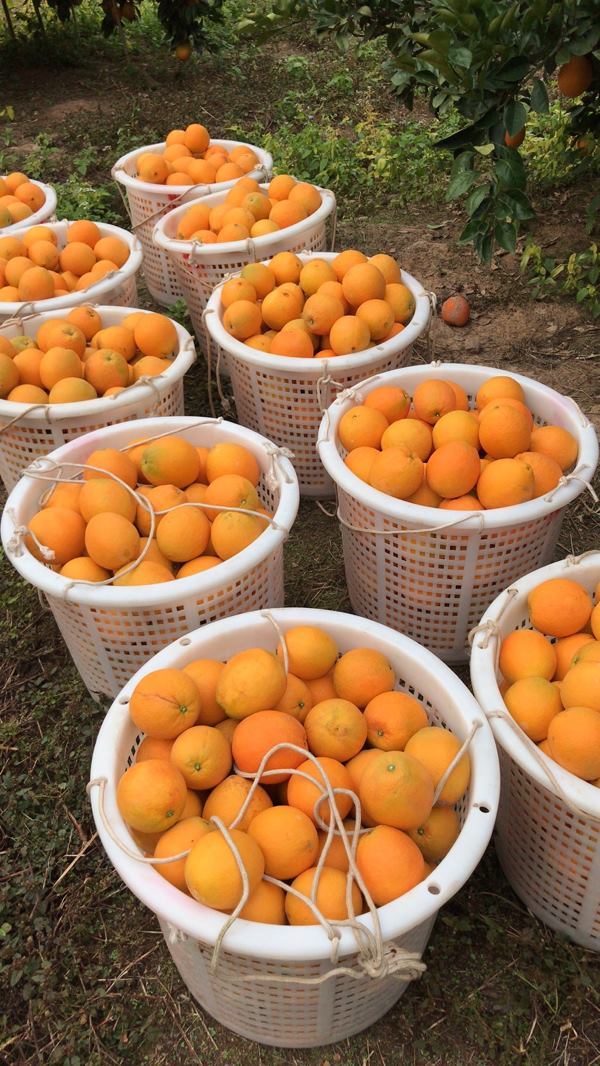 赣南脐橙新鲜正宗自家农场种植一手货源