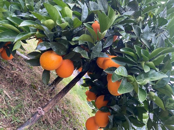 赣南脐橙精品果 承接企业订单 水果市场 微商
