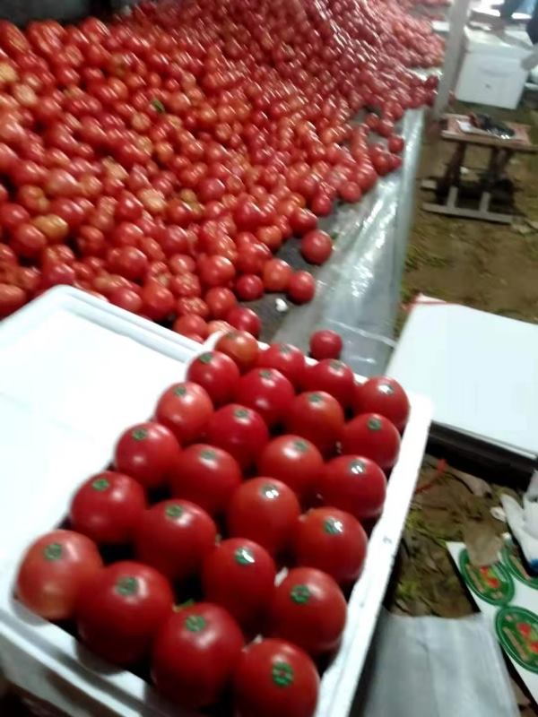 禹城硬粉西红柿大量有货，保质保量