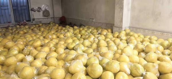 大量供应沙田柚