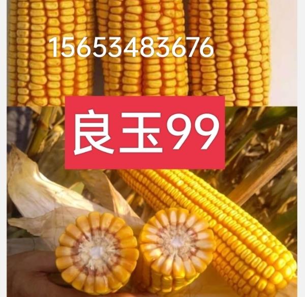 精装高产玉米种，良玉99，高产高效稳产的品种
