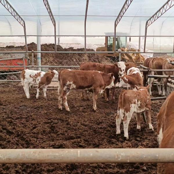 西门塔尔繁育母牛 育肥公牛包窝牛和牛犊出售