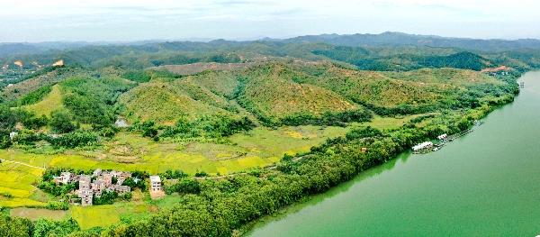 广西梧州临江1300亩连片成熟油茶基地