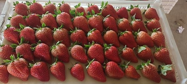 丹东东港九九草莓