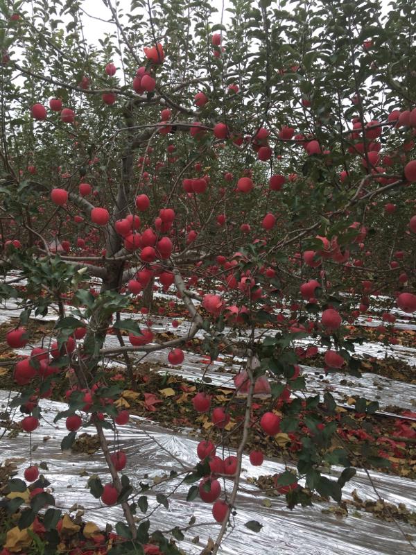 合阳县，红富士苹果红度鲜艳都是条纹红，每斤4元