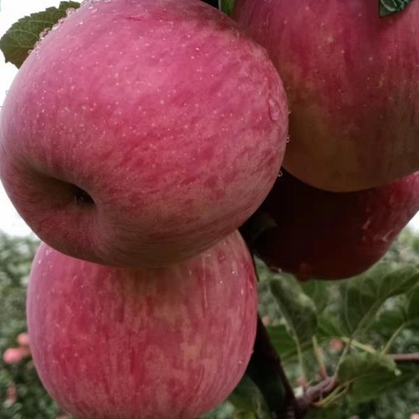 产自黄土高原的红富士苹果