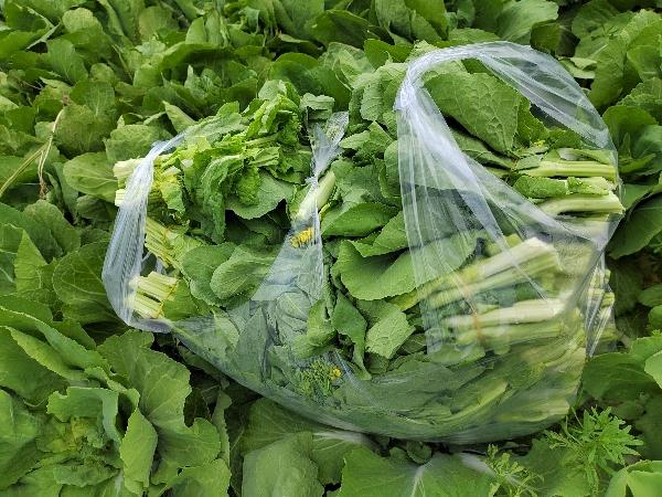1000亩新鲜白菜苔上市，品质保证