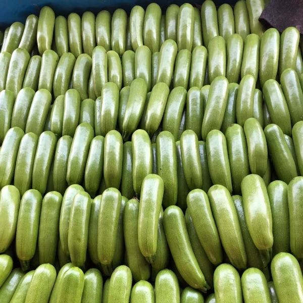 油亮绿皮西葫芦产地直发优级绿皮西葫芦大量上市供应中