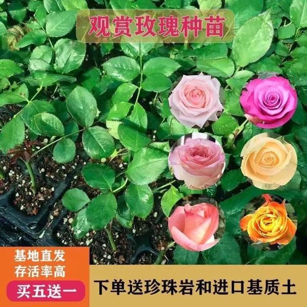 云南昆明 玫瑰小苗 品种多样
