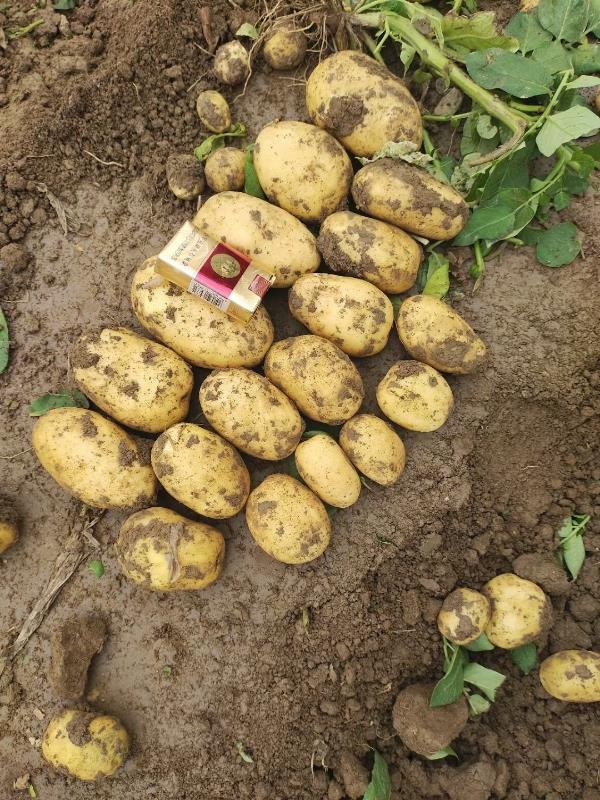 湖北天门土豆大量上市，大户种植，欢迎实地考察采购