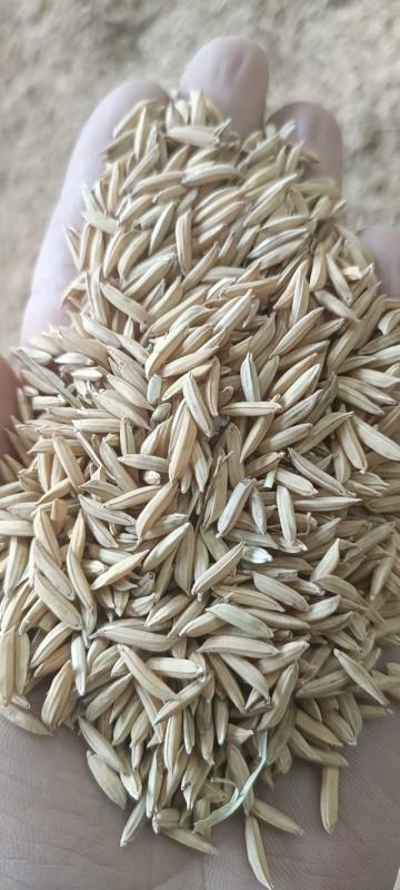 22年新稻谷，浓香型香稻，品质保证
