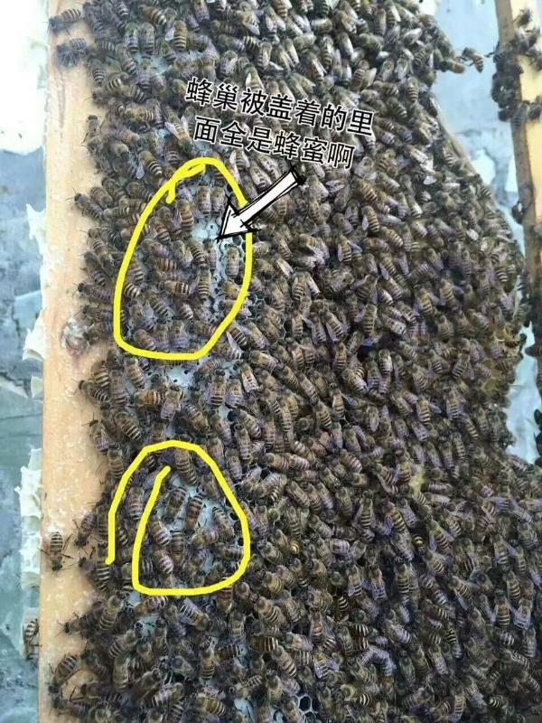 四川绵阳北川高山纯正土蜂蜜出售。