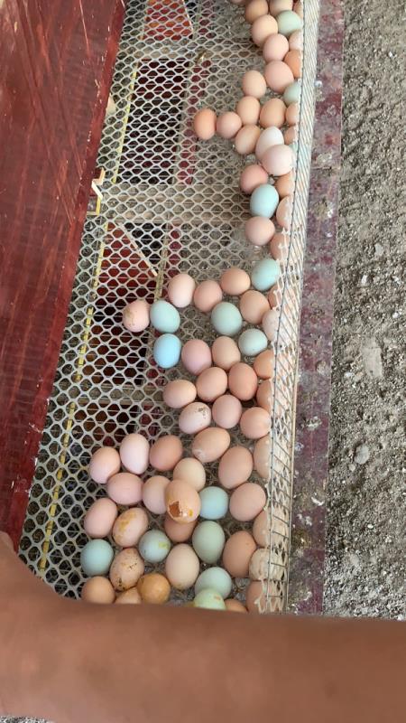 自己散养土鸡蛋，下半年稳定供货