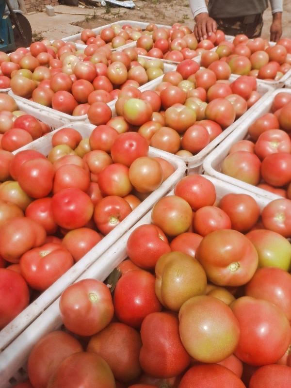 内蒙赤峰精品硬粉西红柿大量上市