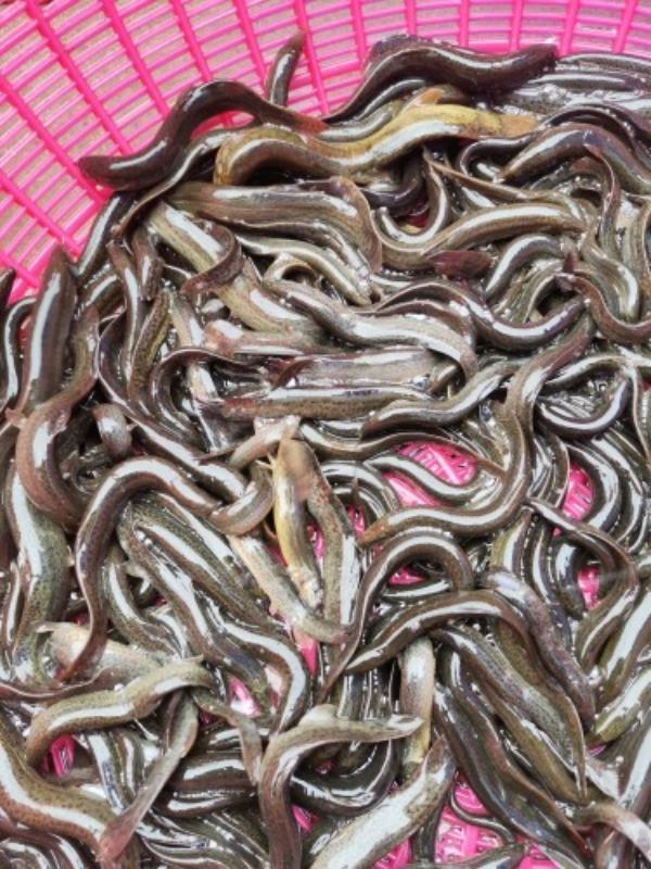 黑龙江省齐齐哈尔，纯野生泥鳅鱼。