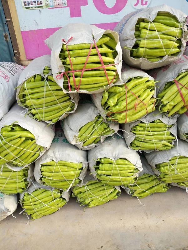 山东菏泽精品黄皮辣椒上市中，产地直销