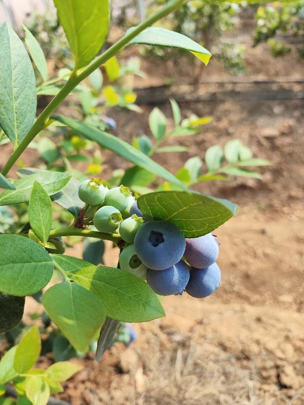 大批量蓝莓