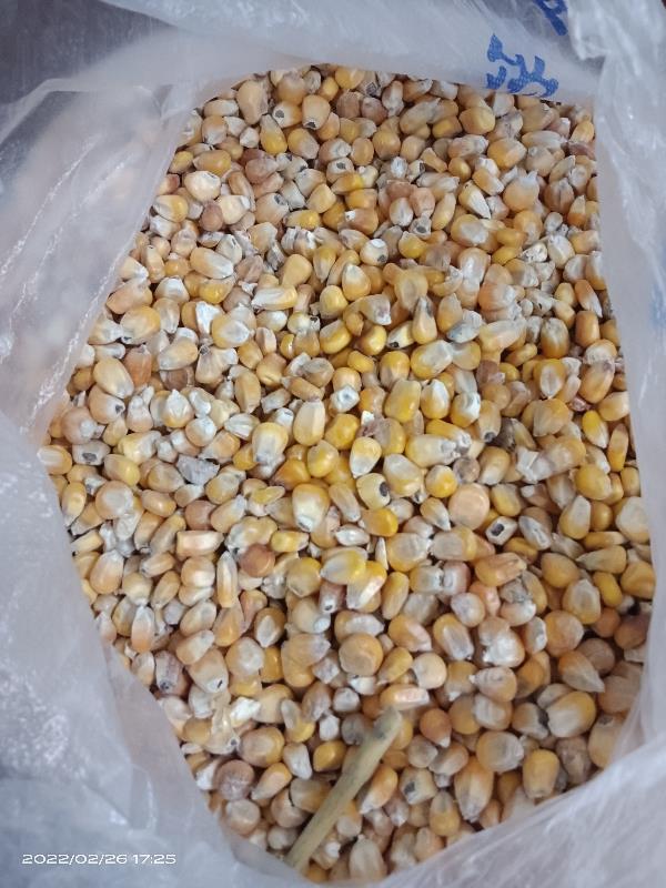 黑龙江省内玉米