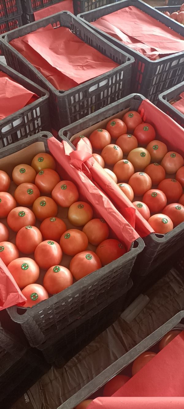 山东聊城产地硬粉西红柿刚刚上市的新货价格便宜