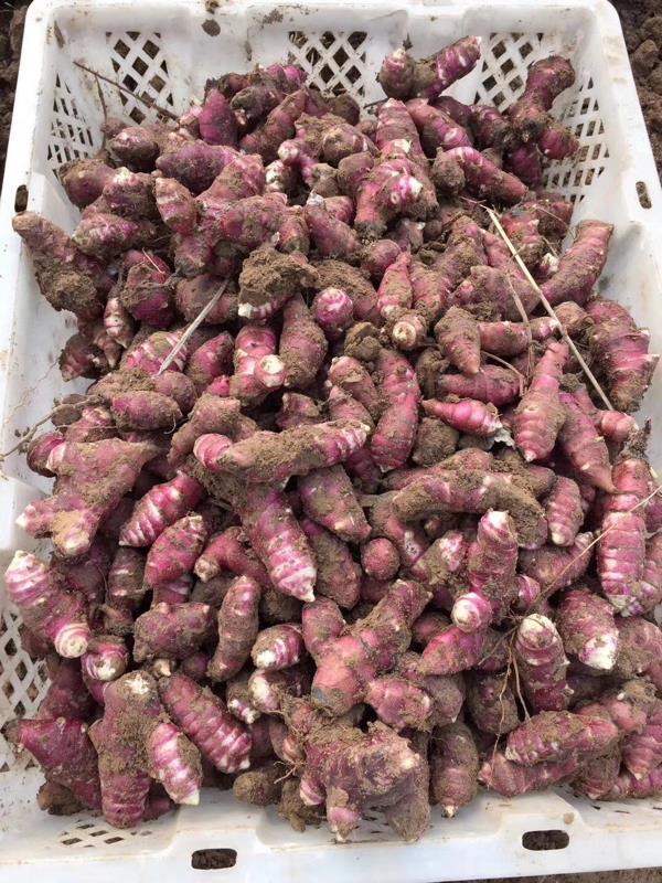 胰岛果 红果菊芋 山东郓城黄河滩区种植