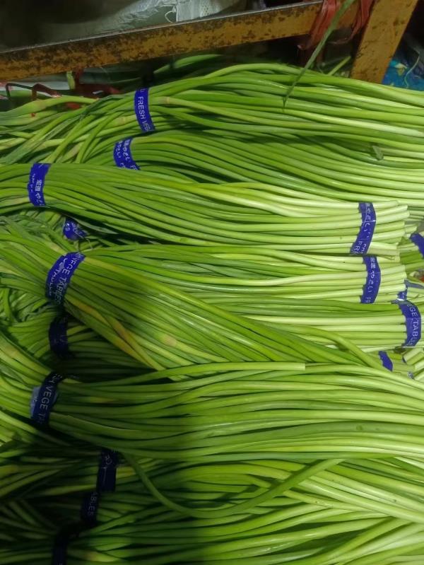 蒜苔红帽蒜苔精品一斤一把条长稍绿无黄斑电商市场