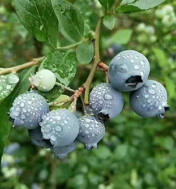毛南族，蓝莓，基地批发代办
