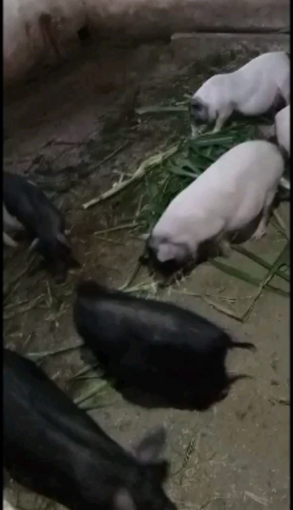 藏香猪，巴马香猪，自繁自养，本场在成都彭州蒙阳镇，