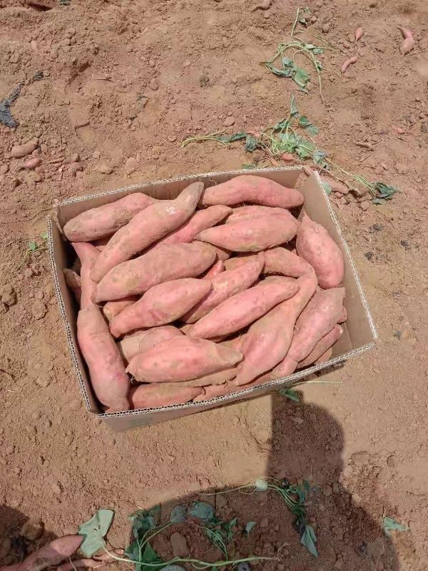 西瓜红红薯，龙九红薯大量现货批发全国，电商一件代发