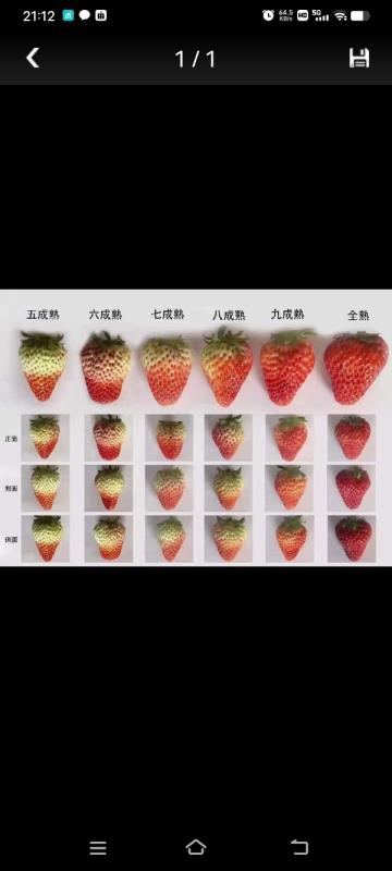 云南夏季草莓产地直供