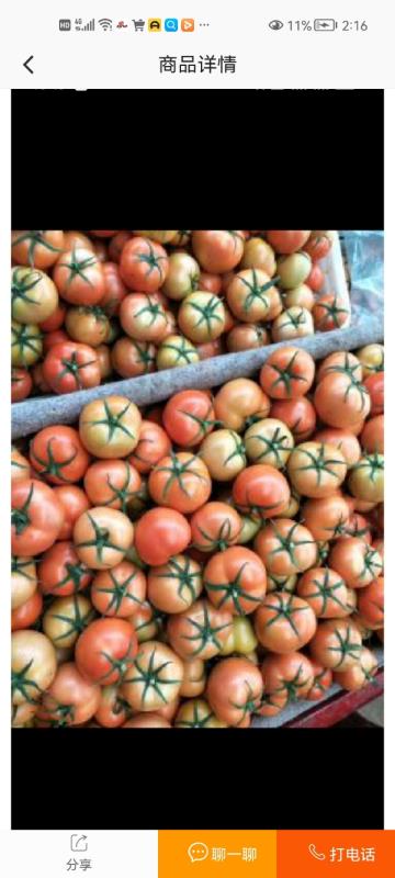 山西省晋中市太谷区太谷精品硬果西红柿，支持全国发货