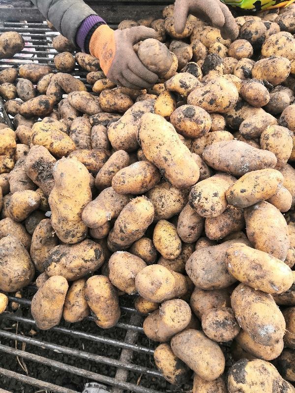 黑龙江绥化荷兰十五脱毒土豆种子抗病高产耐储存