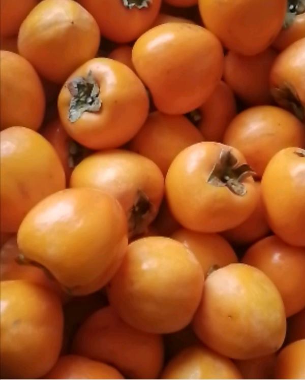 大量供应陕西咸阳淳化柿子每斤0.6元