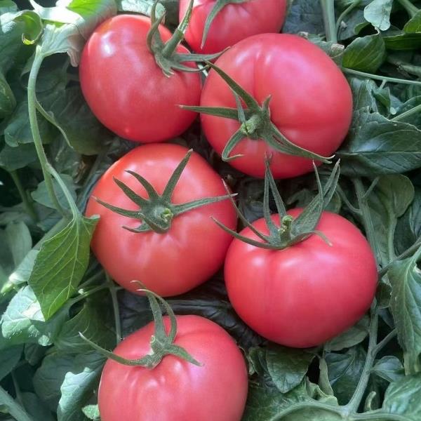 州来绿港智慧农业产业园精品大番茄，口感番茄