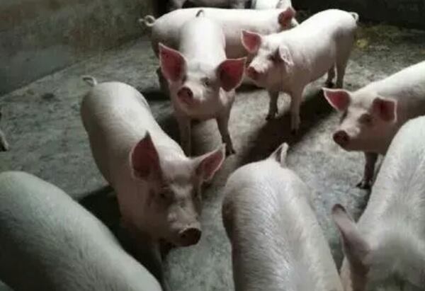 仔猪、苗猪、二次育肥猪交易，养殖户直销。