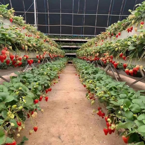 高架草莓种植