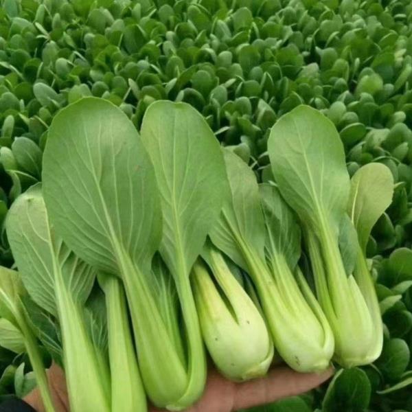 山东精品上海青油菜 产地直发 货源充足 品质保证