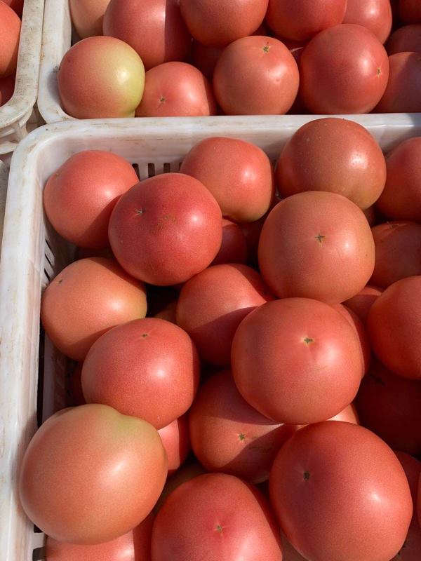 聊城最大蔬菜产区，大量供应硬粉西红柿