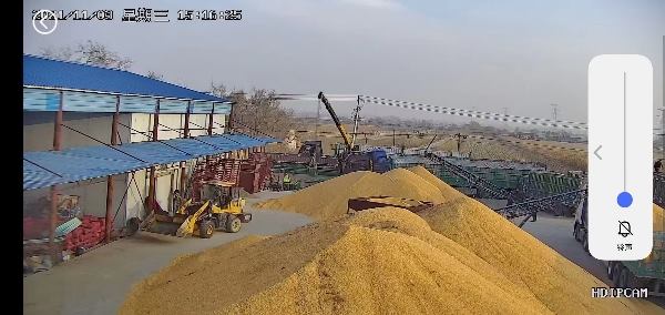 大量供应吉林公主岭玉米，全国发货