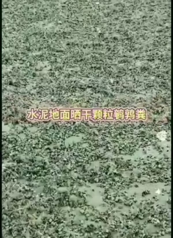河南省焦作市颗粒有机肥鹌鹑粪，水泥地面晒干