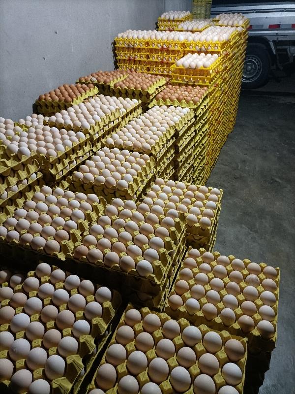土鸡蛋自产自销