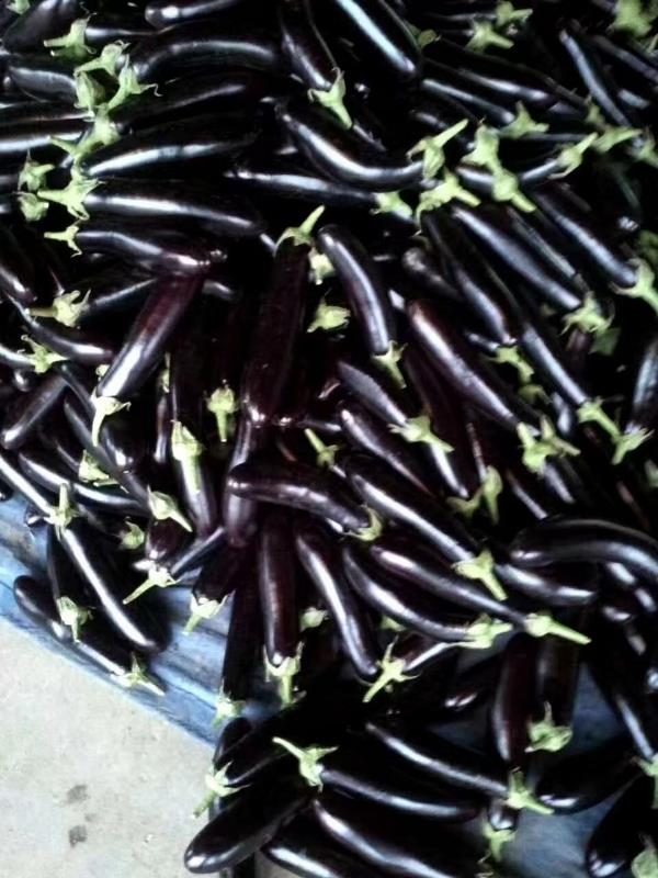 沂南县绿把黑长茄，绿萼，茄黑，条型周正
