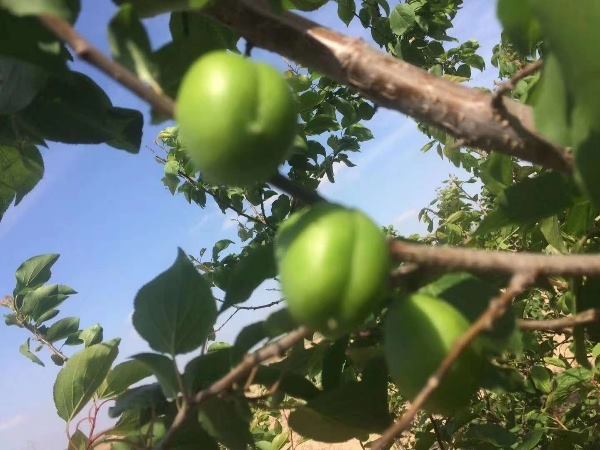 山东东营及周边7月中下旬采摘有机种植珍珠油杏