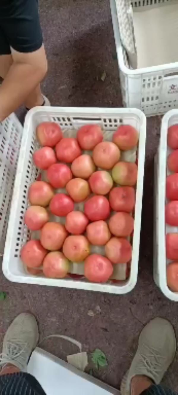 硬粉西红柿量大从优质量好