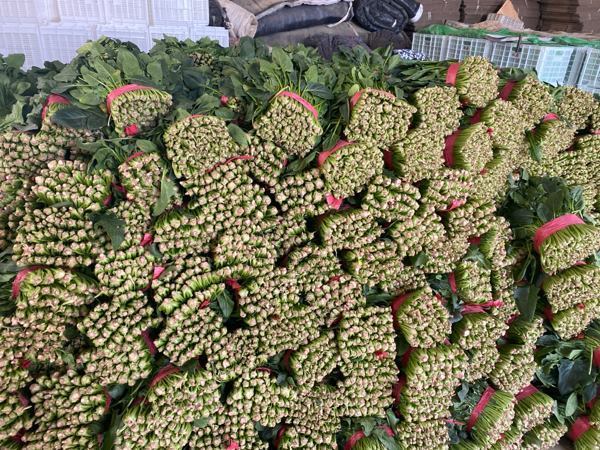 山东省聊城市新鲜有机菠菜，专业代收