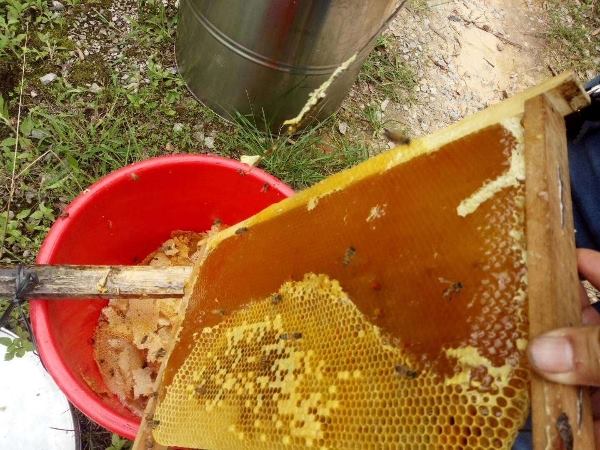 广西博白县东平镇双垌村，中蜂蜜土蜂蜜，蜂场直销蜂蜜