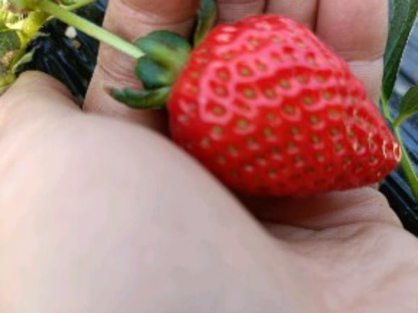永济草莓