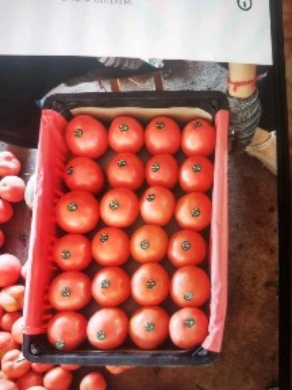 山东省聊城市蔬菜产地硬粉西红柿，
