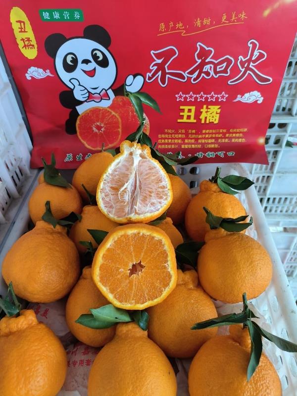蒲江产地丑橘 不知火 大量上市  感兴趣请联系